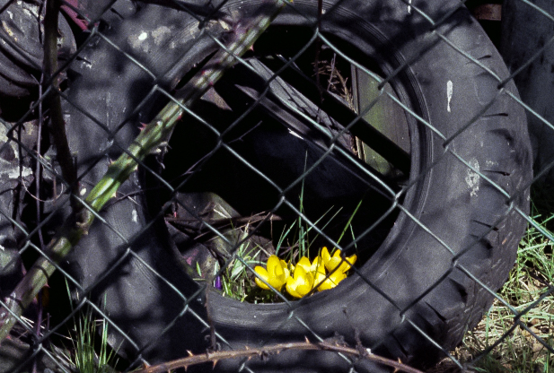 slideshow image