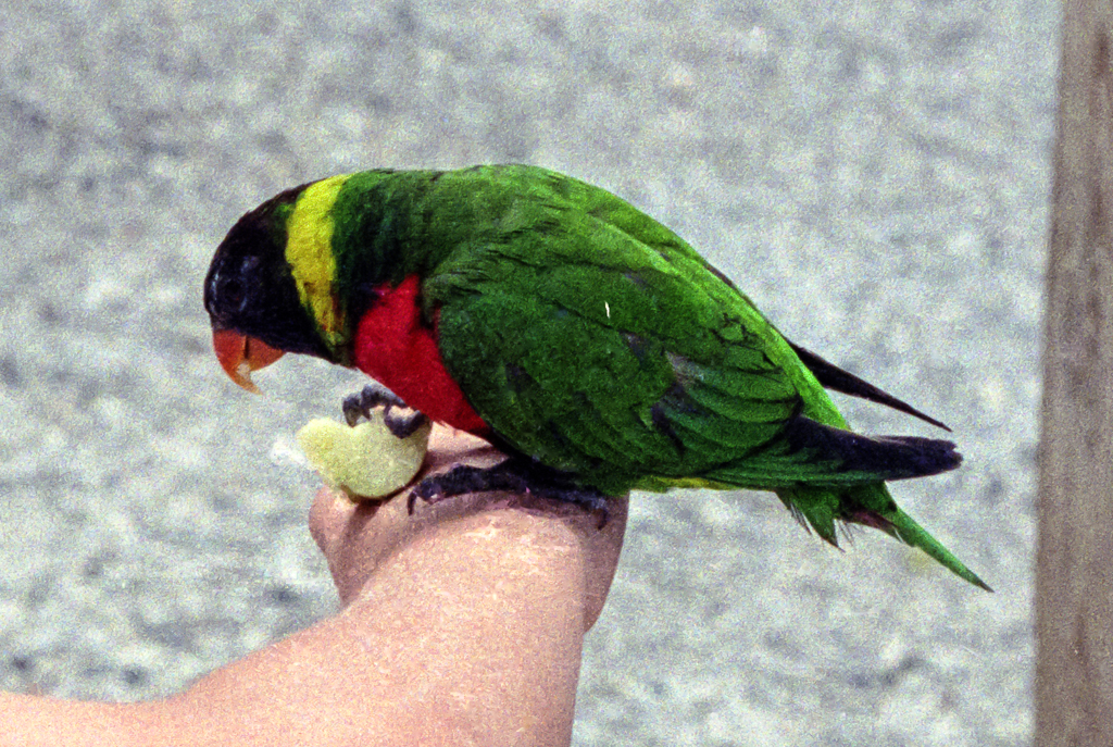slideshow image