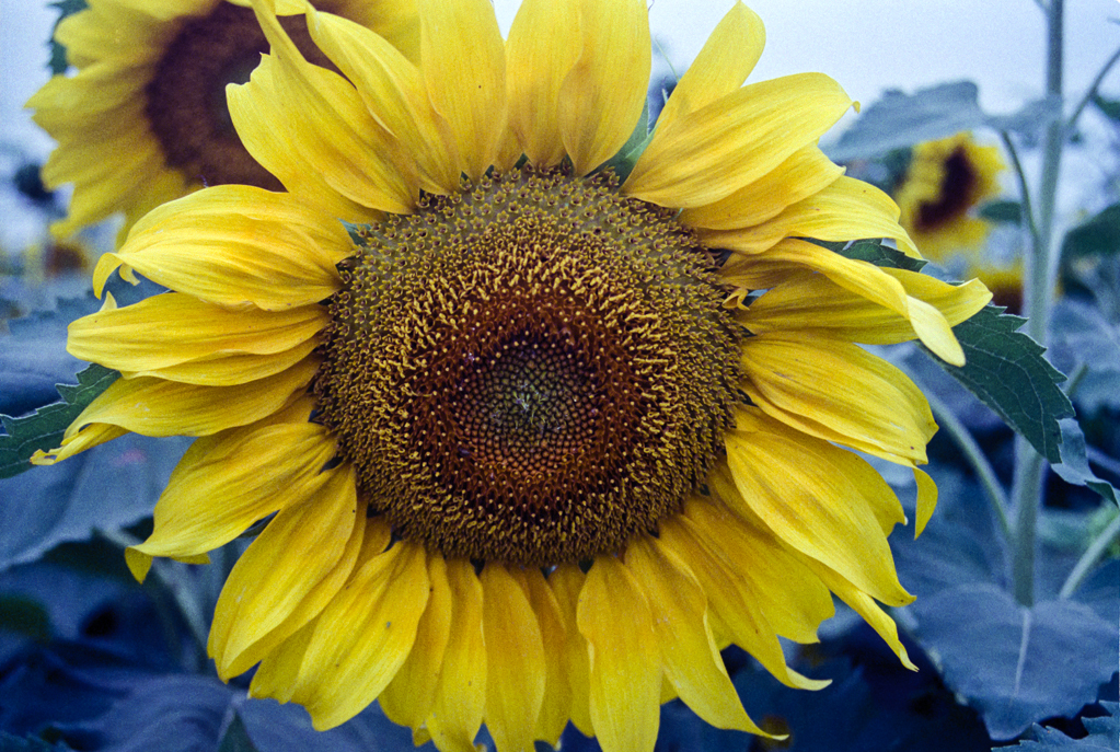 slideshow image