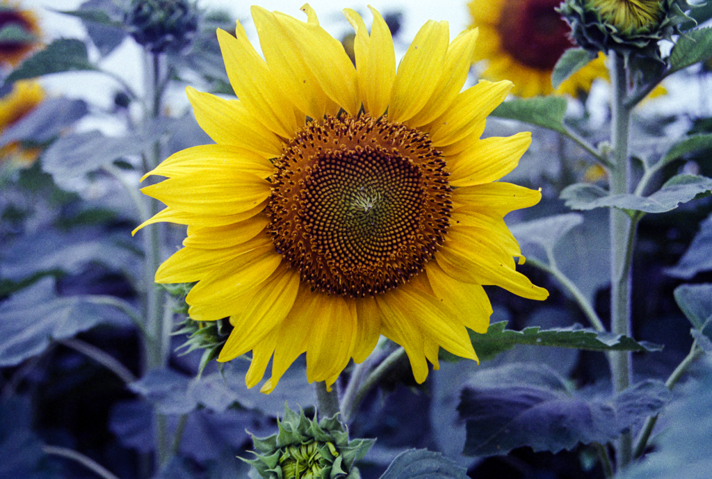 slideshow image