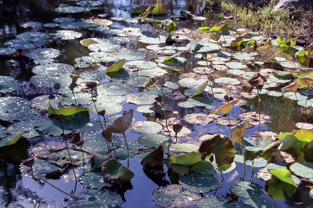 slideshow image