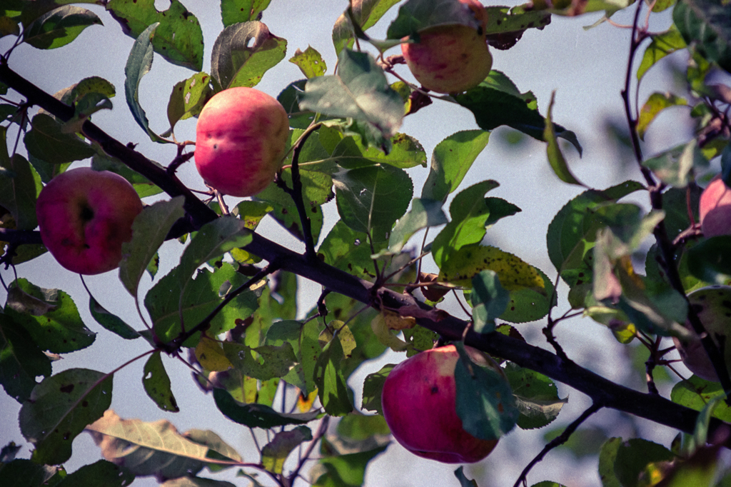 slideshow image