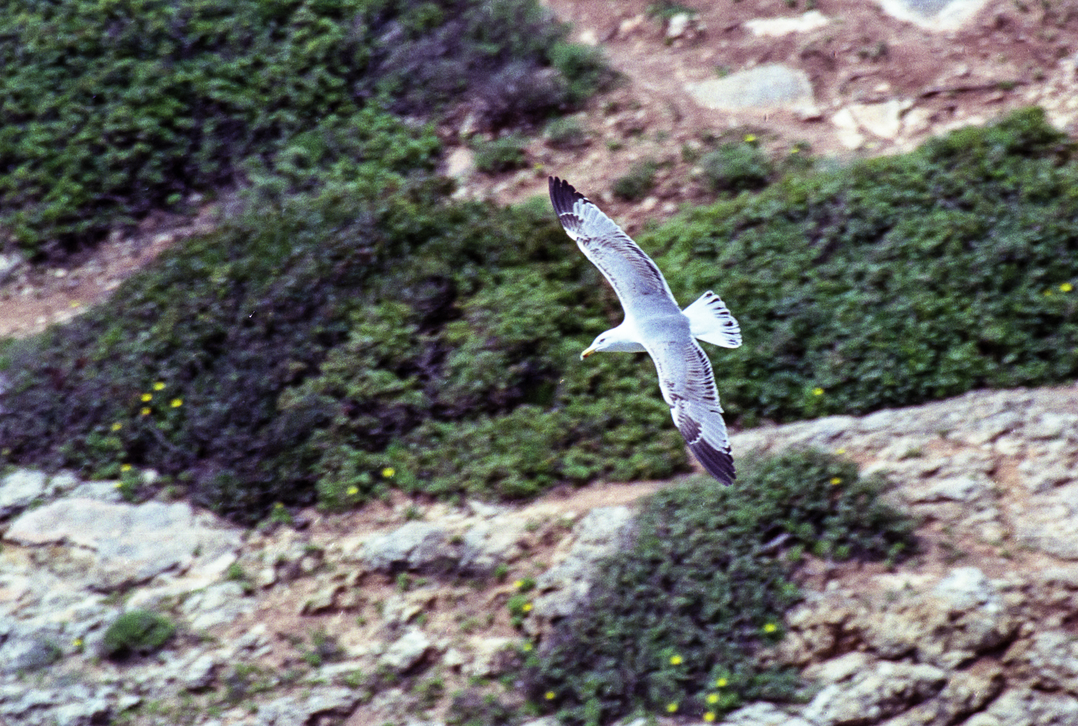 slideshow image