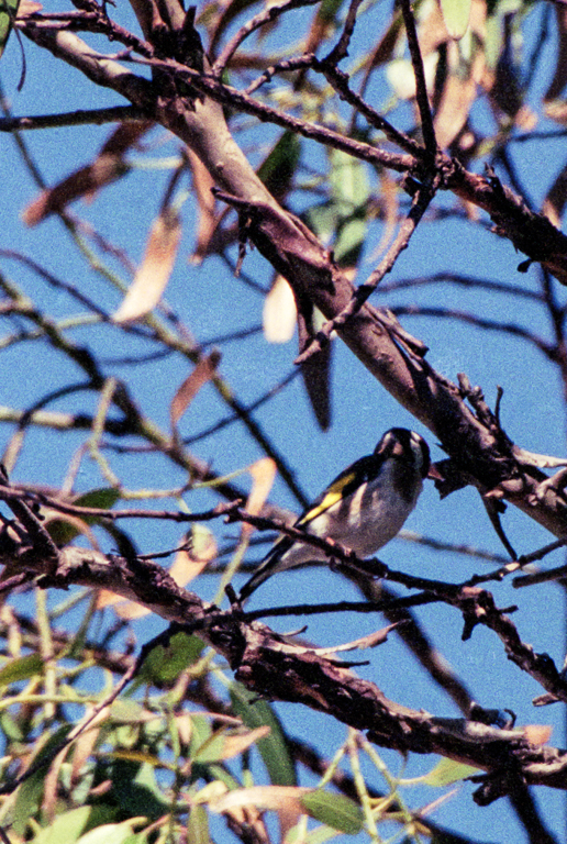 slideshow image