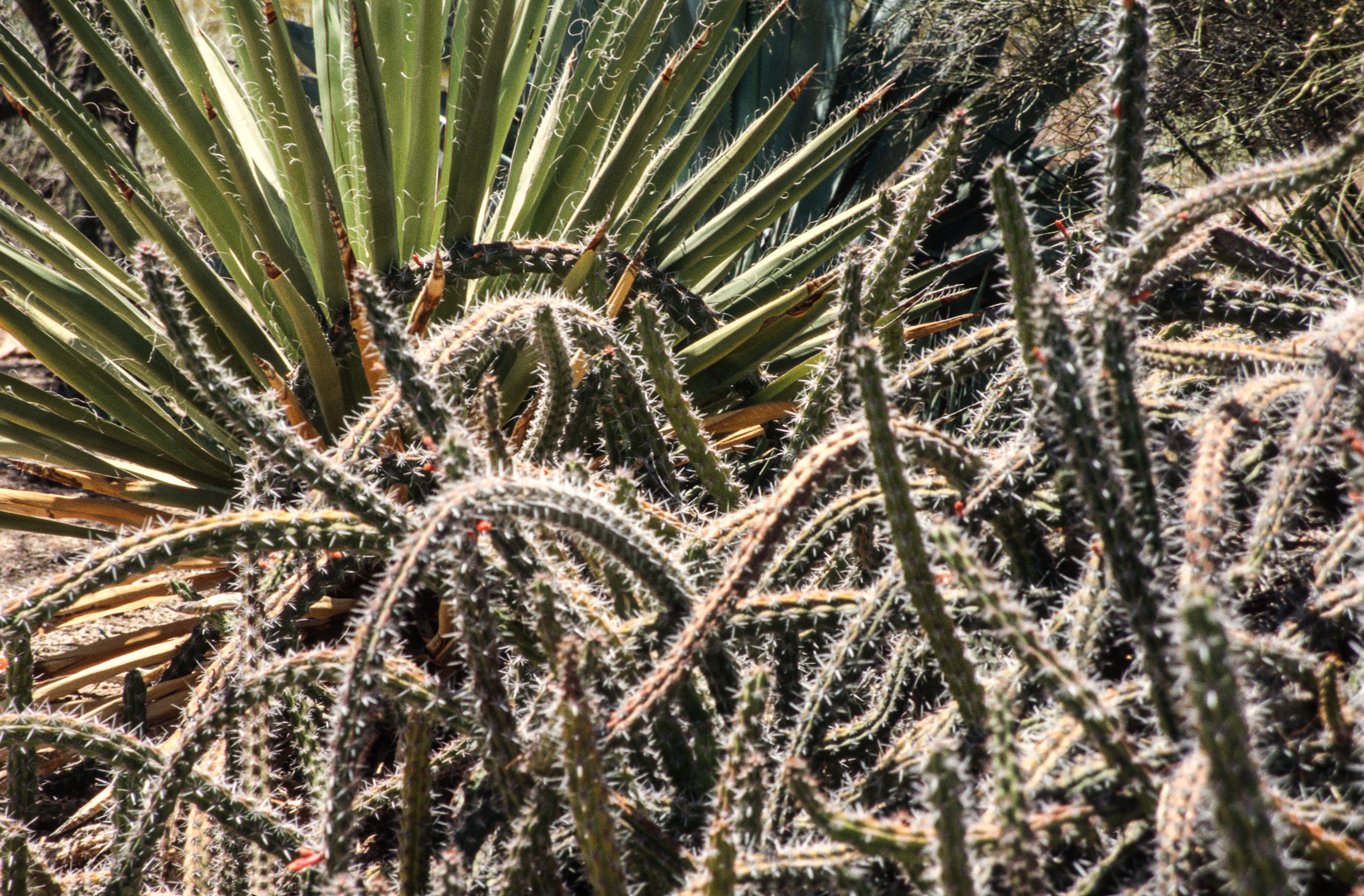 slideshow image
