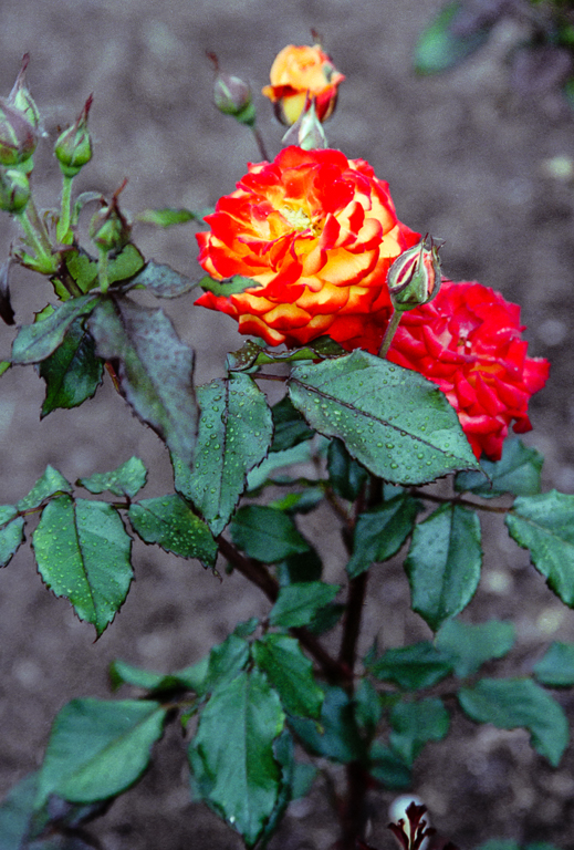 slideshow image