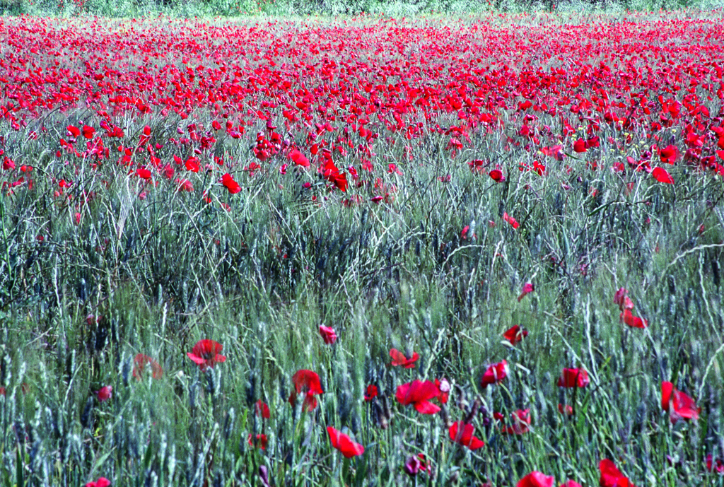 slideshow image