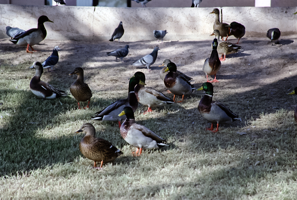 slideshow image