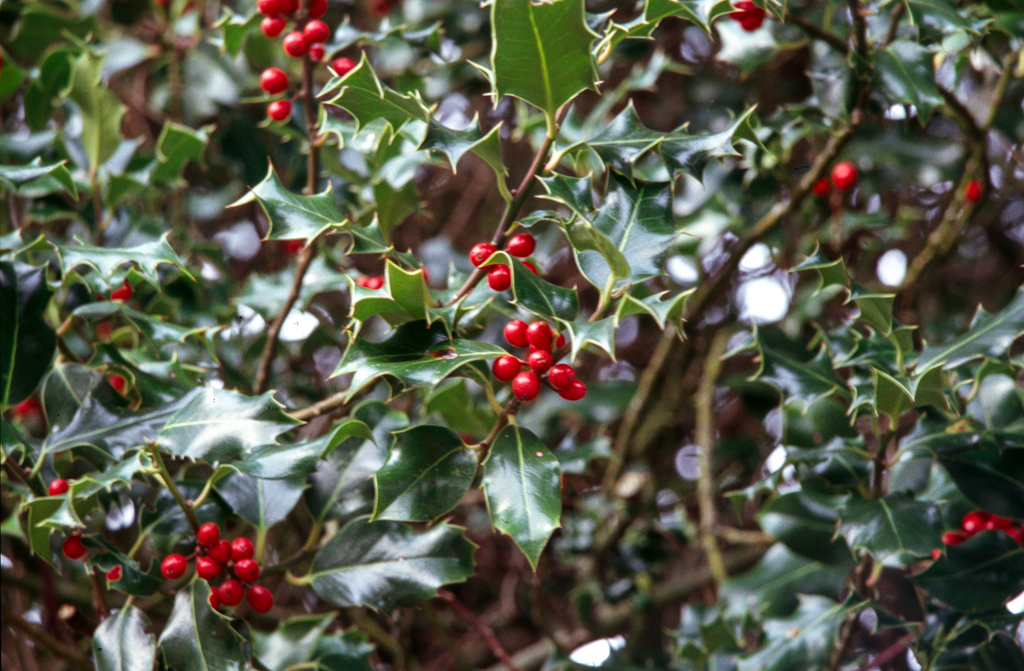 slideshow image
