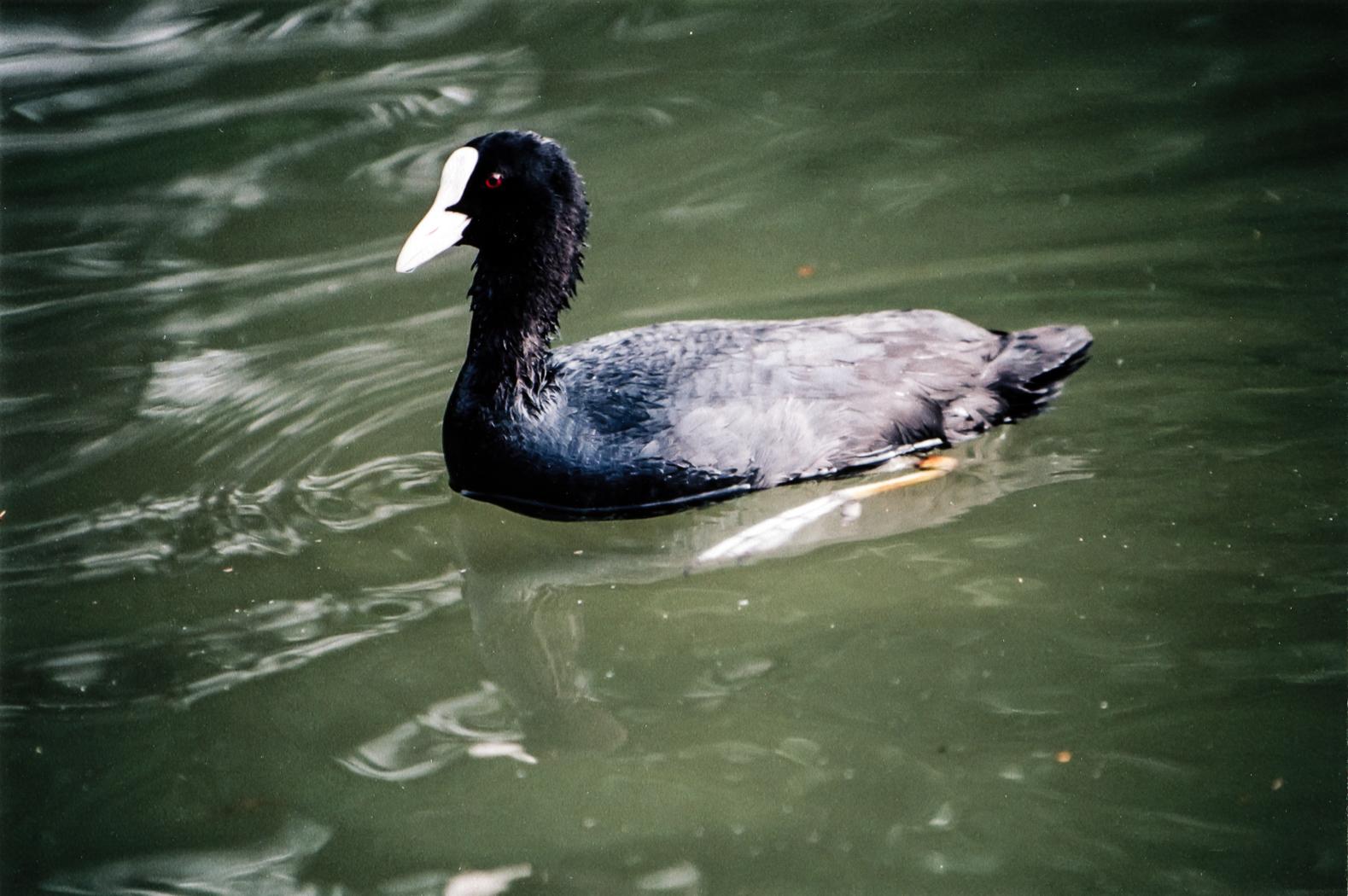 slideshow image