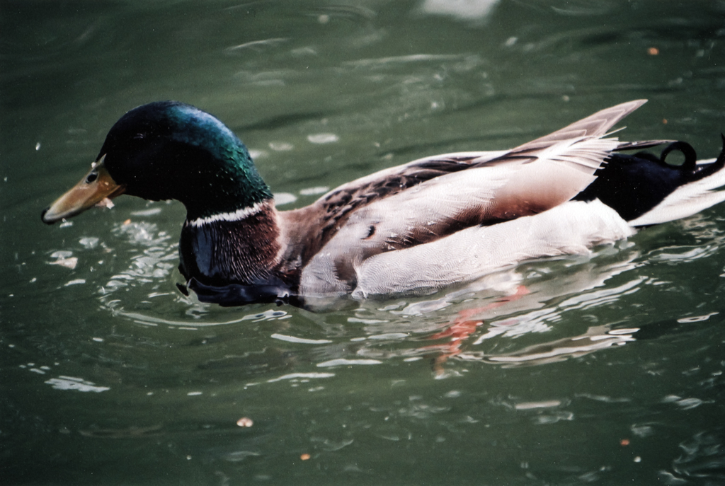 slideshow image