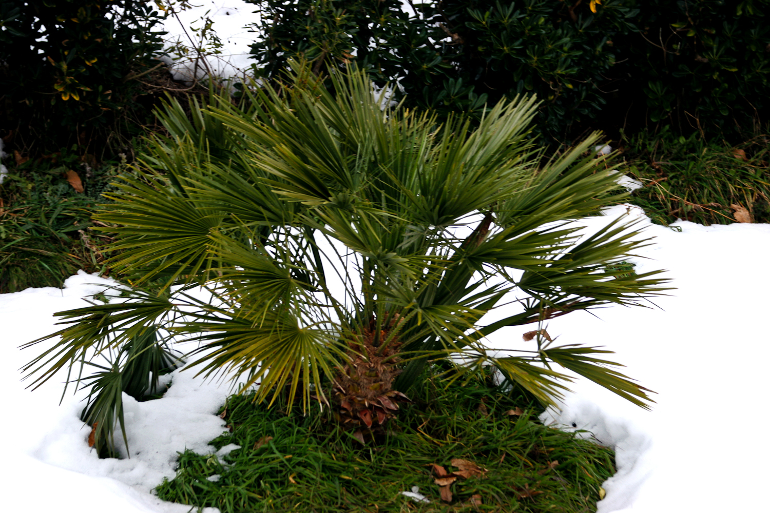 slideshow image