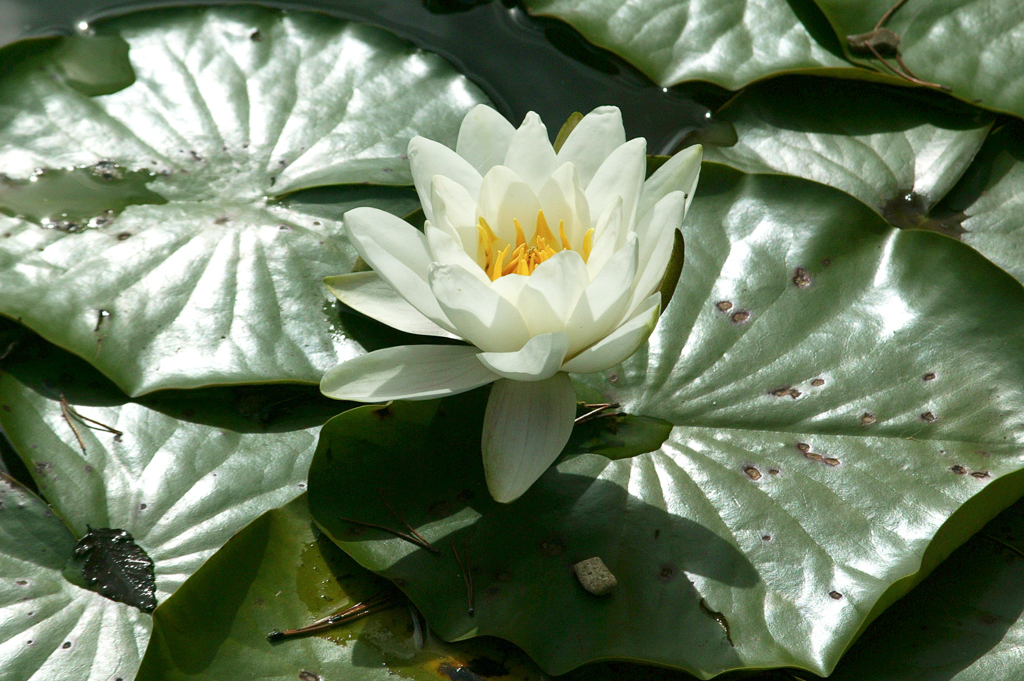 slideshow image