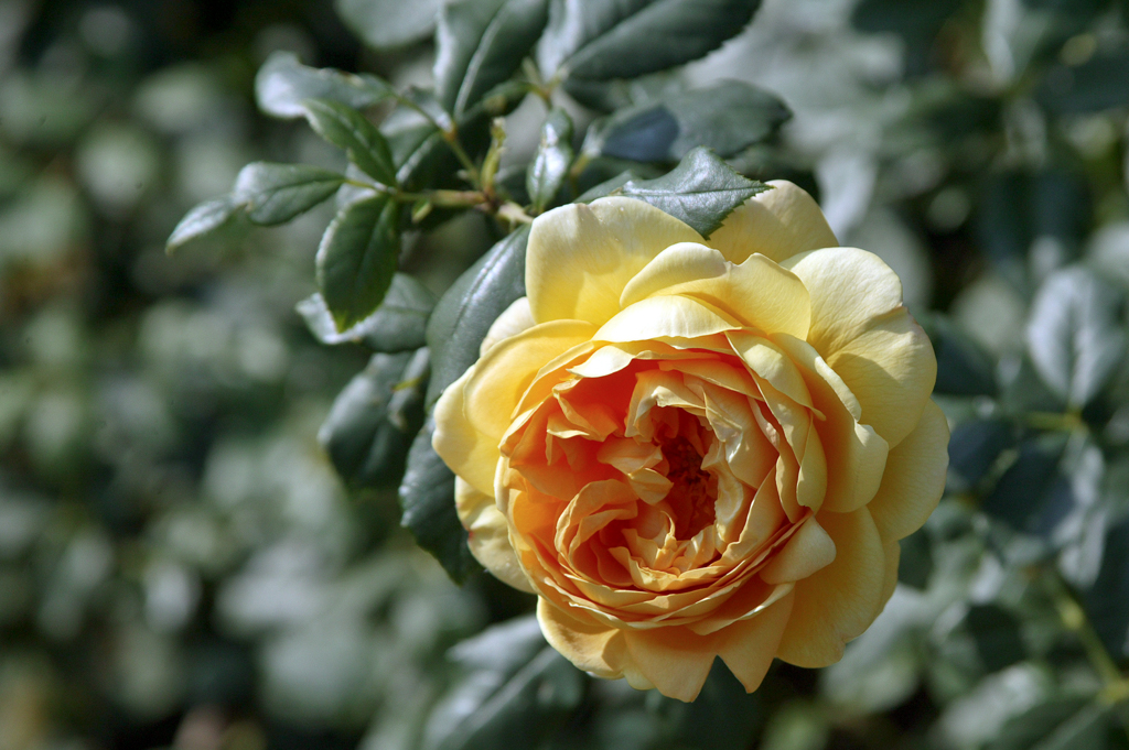 slideshow image