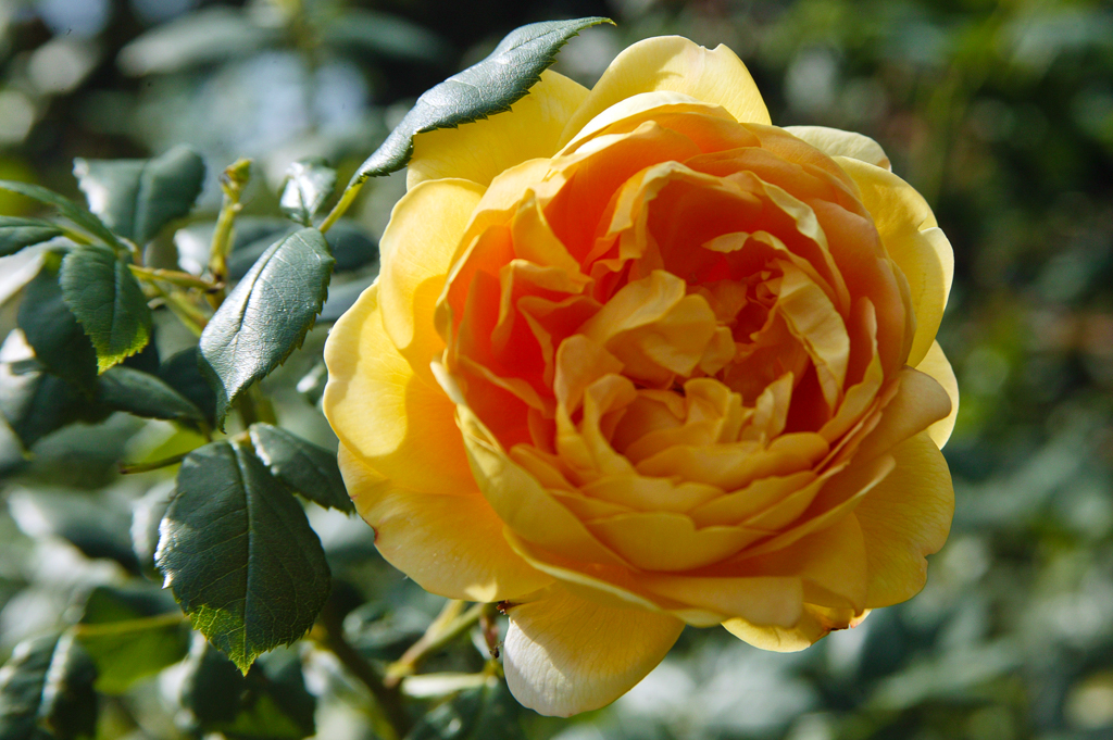 slideshow image
