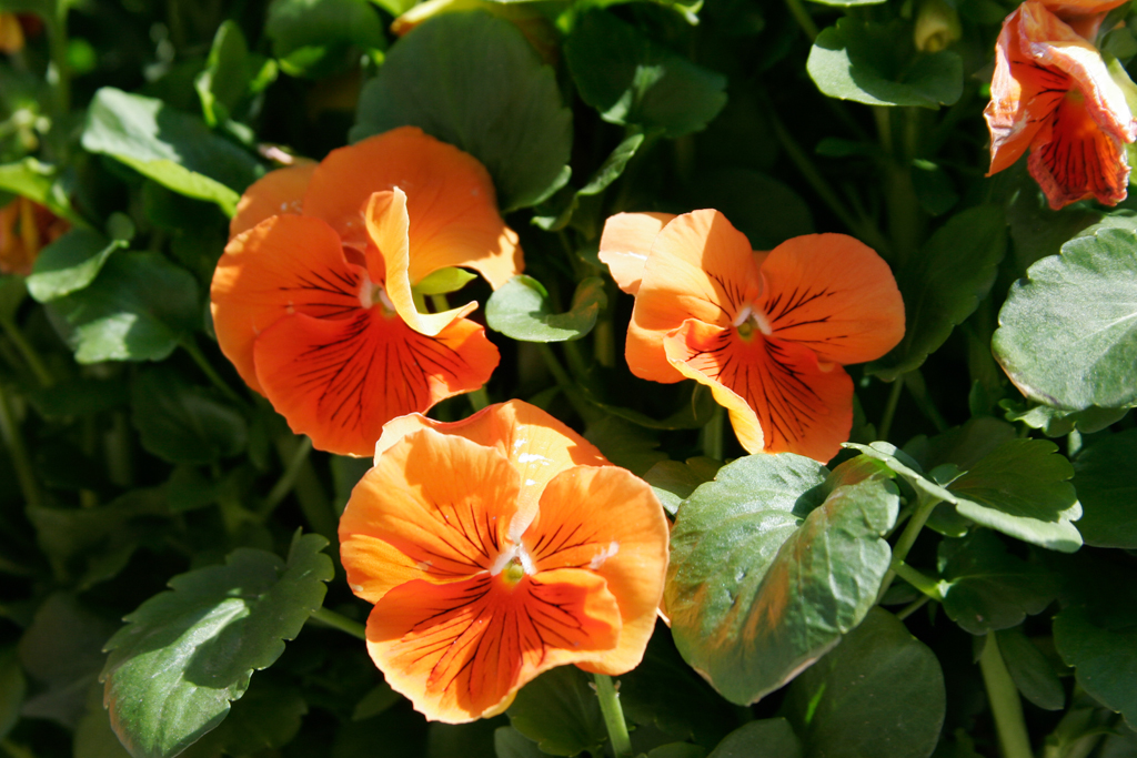 slideshow image
