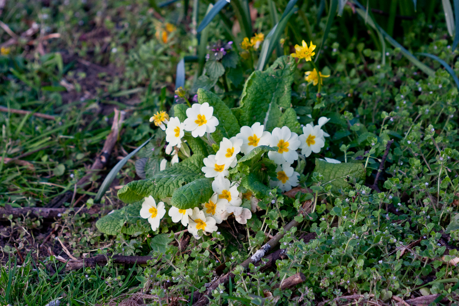 slideshow image