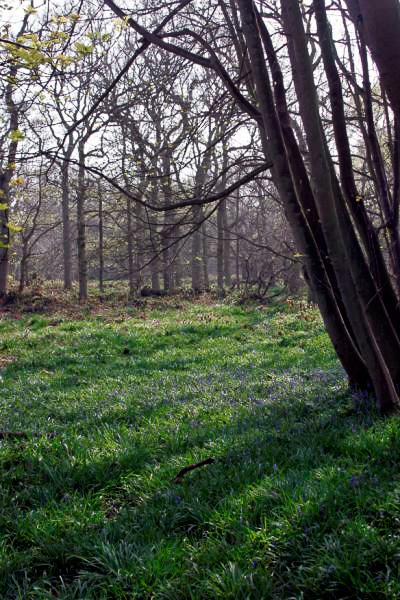 slideshow image