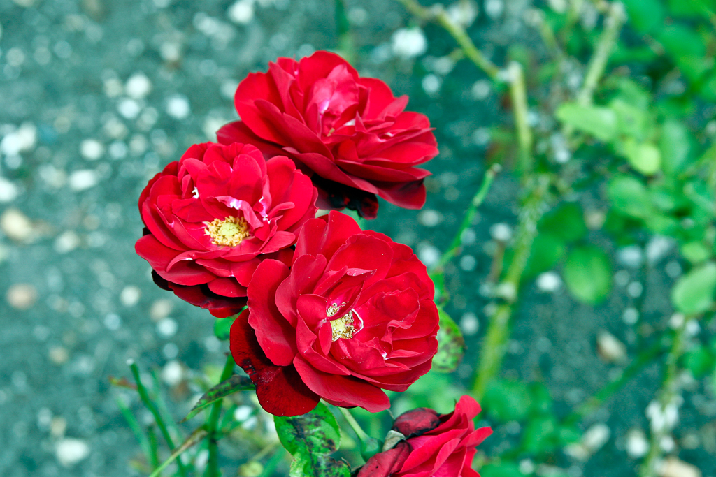 slideshow image