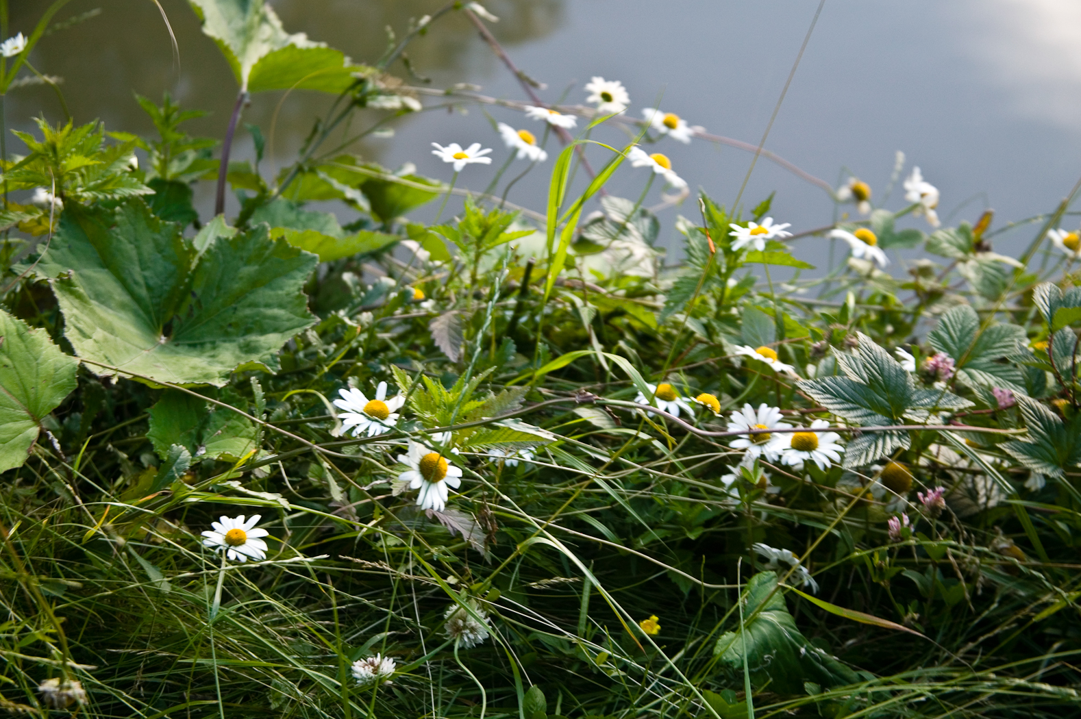 slideshow image