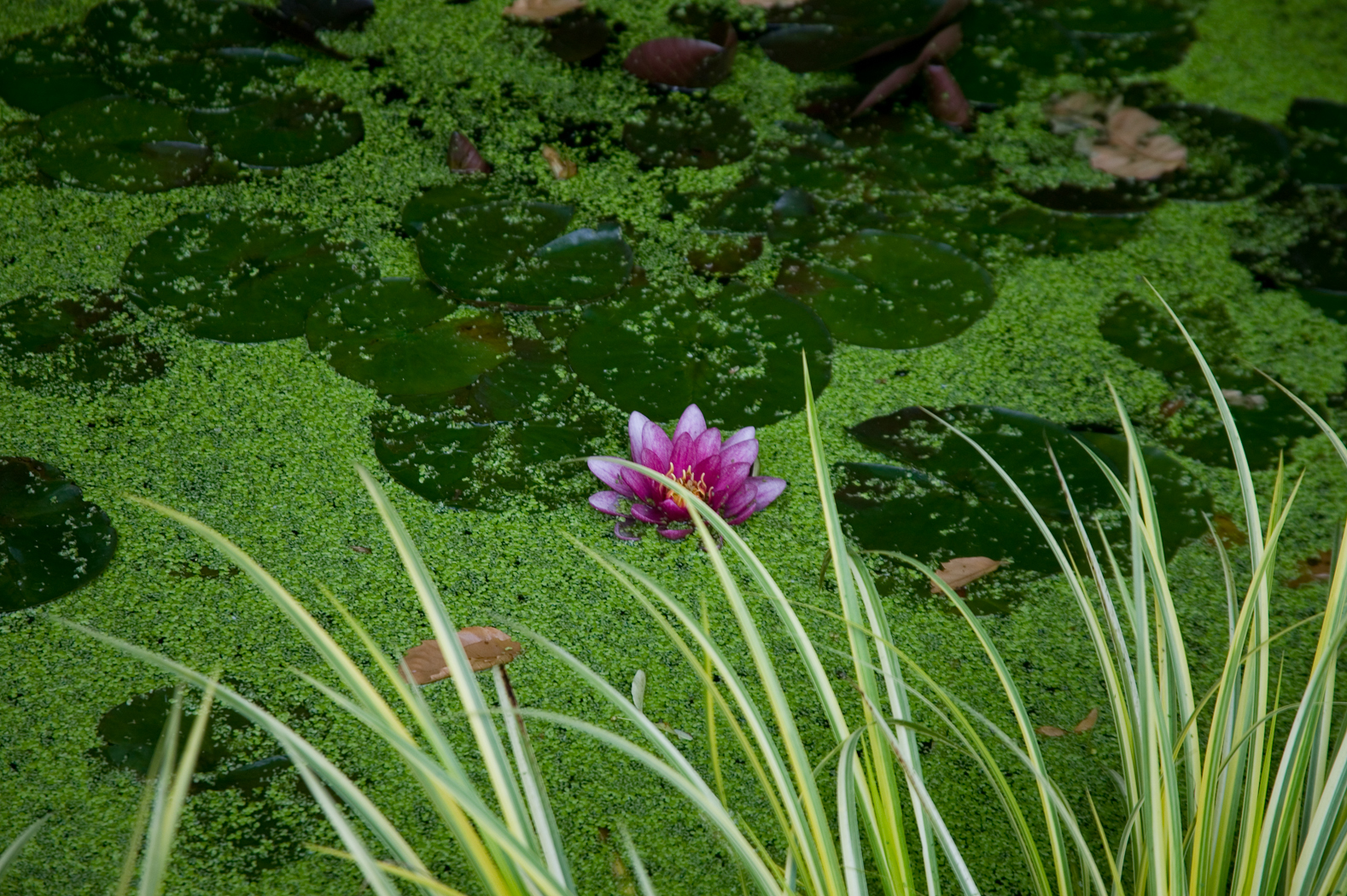 slideshow image