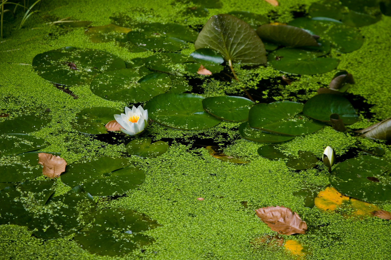 slideshow image