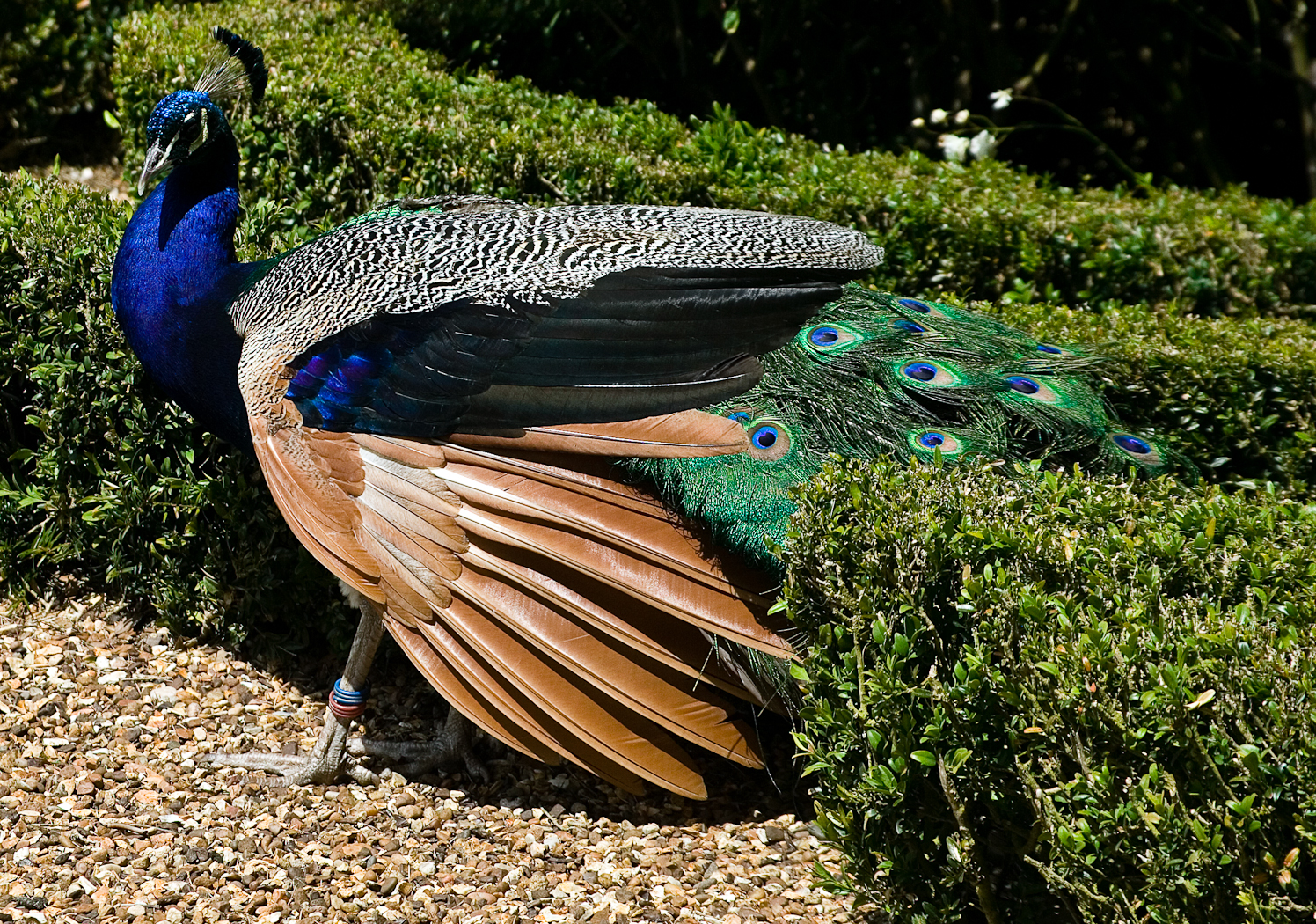 slideshow image