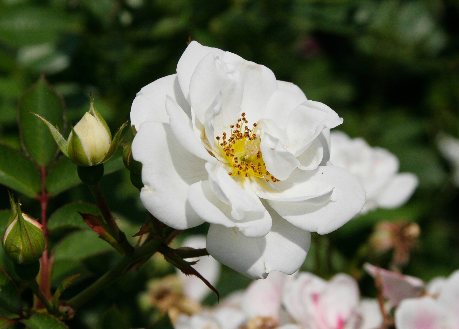 slideshow image