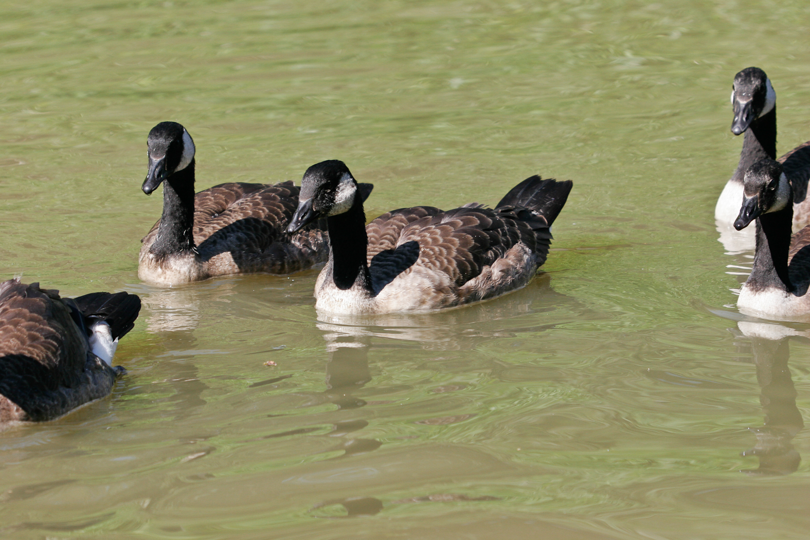 slideshow image
