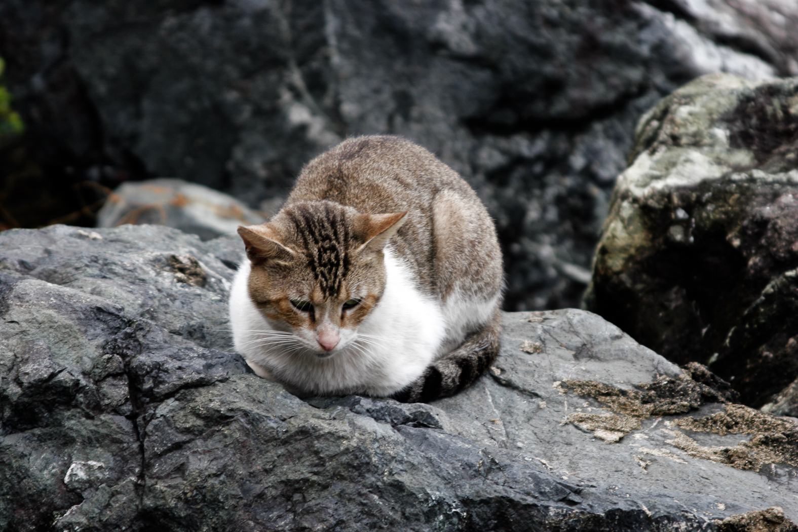 slideshow image