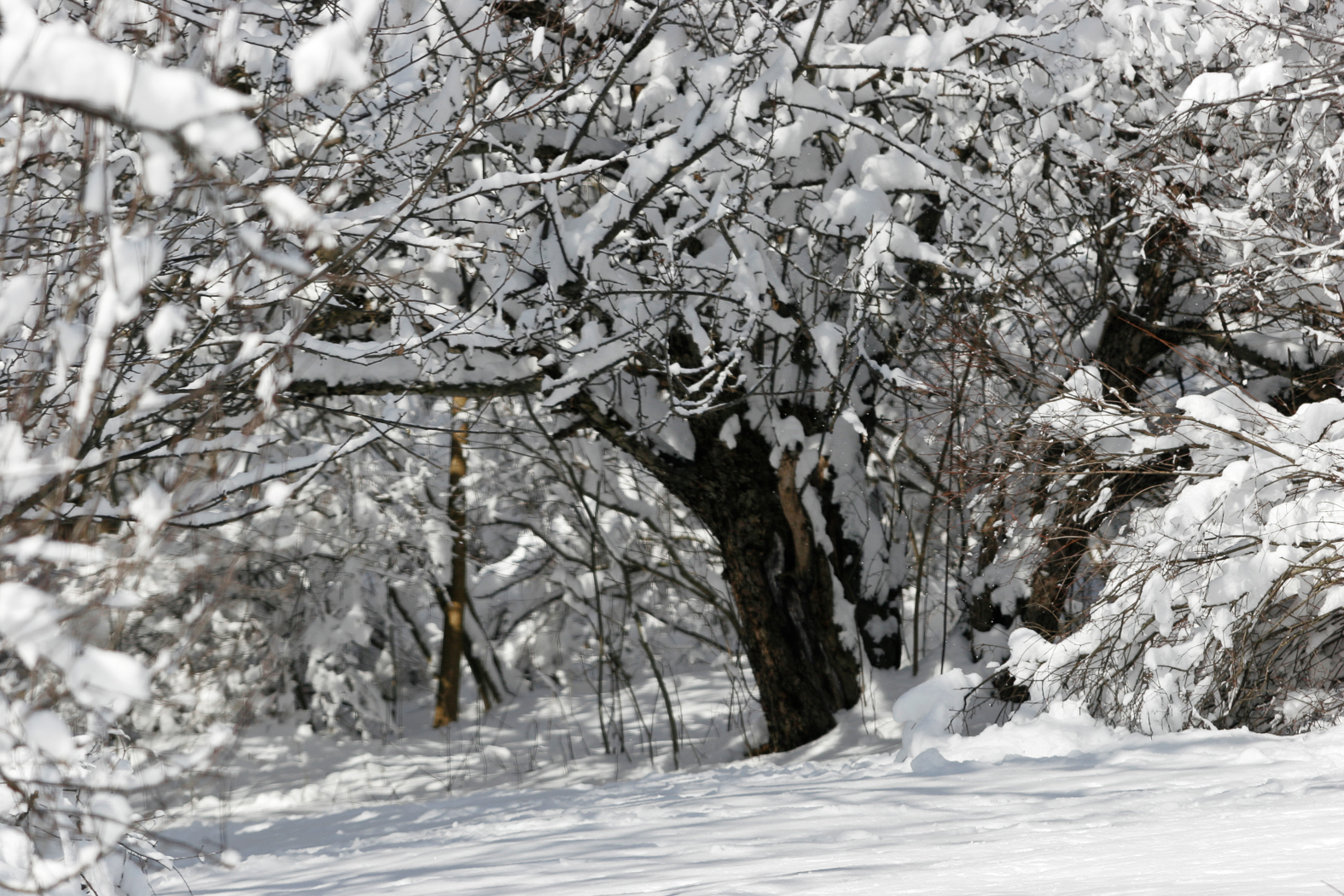 slideshow image
