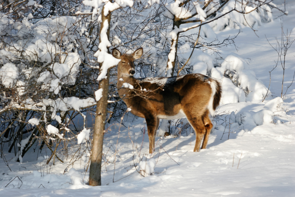 slideshow image