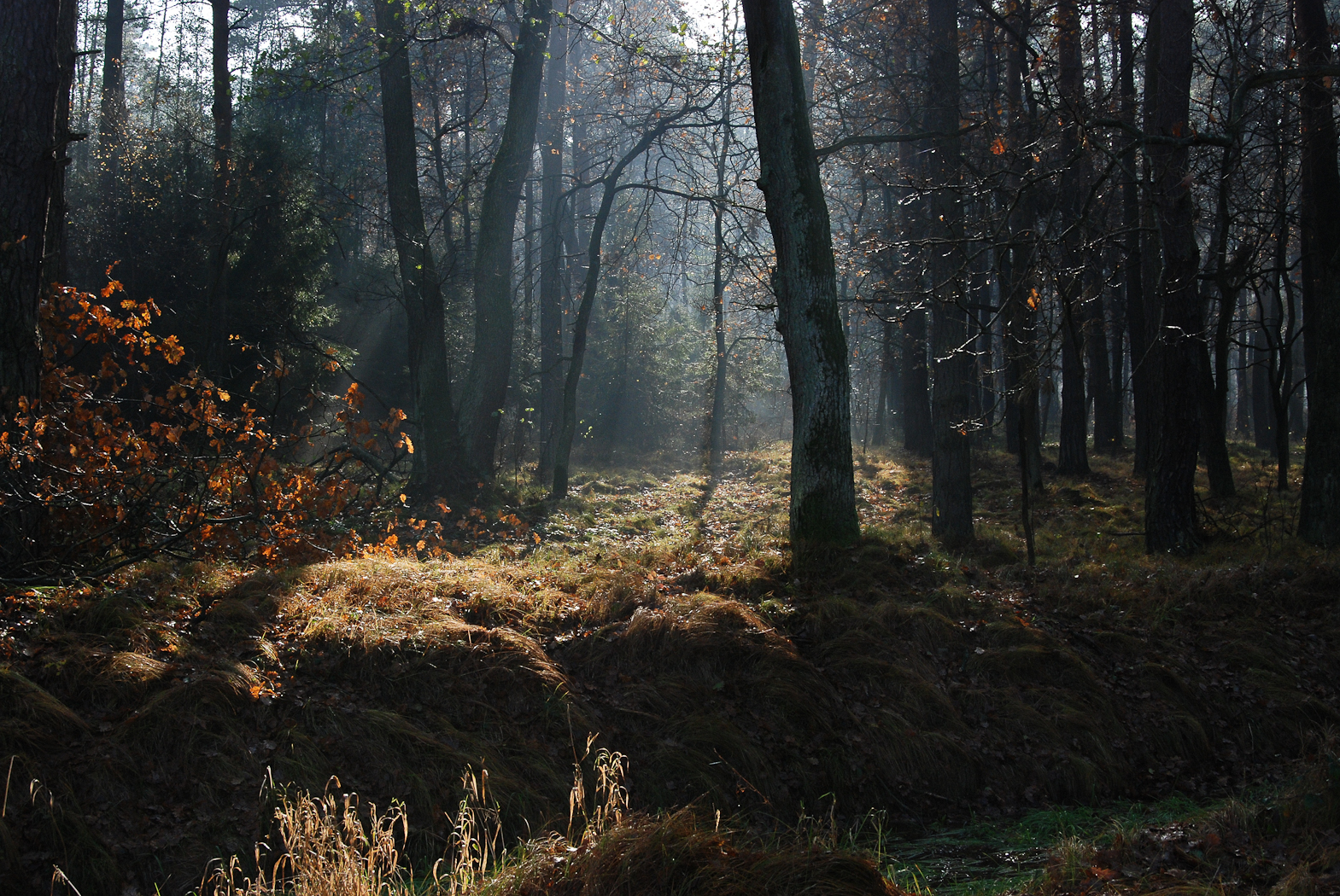 slideshow image