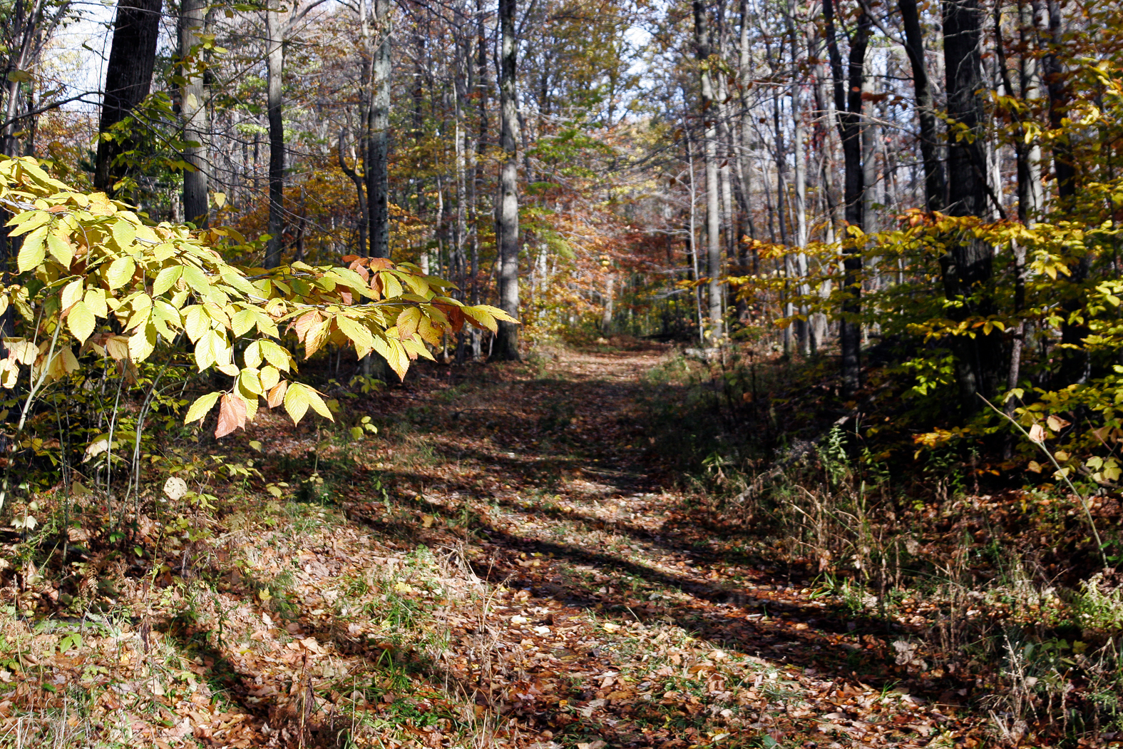 slideshow image