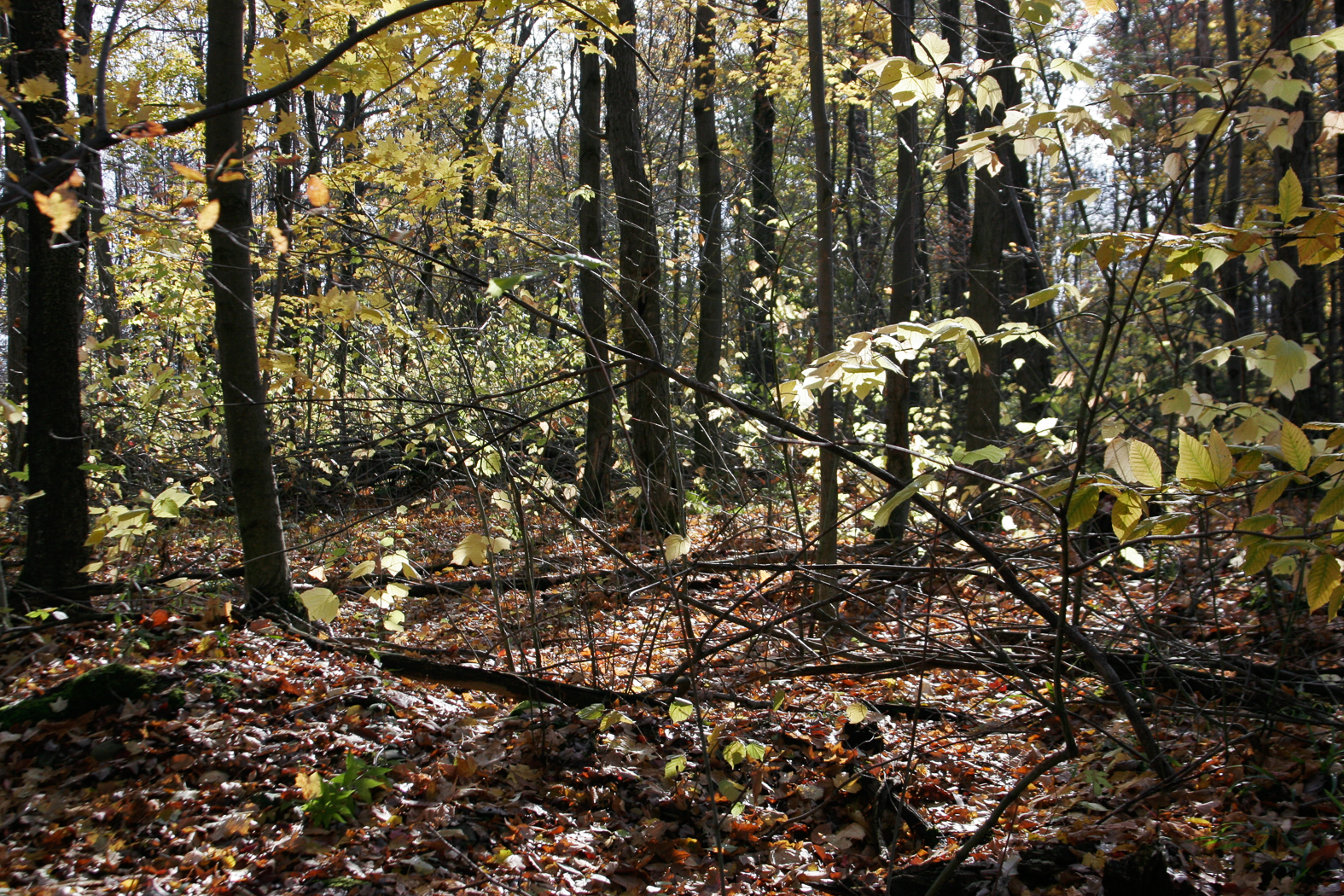 slideshow image