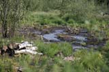 A Peat Bog