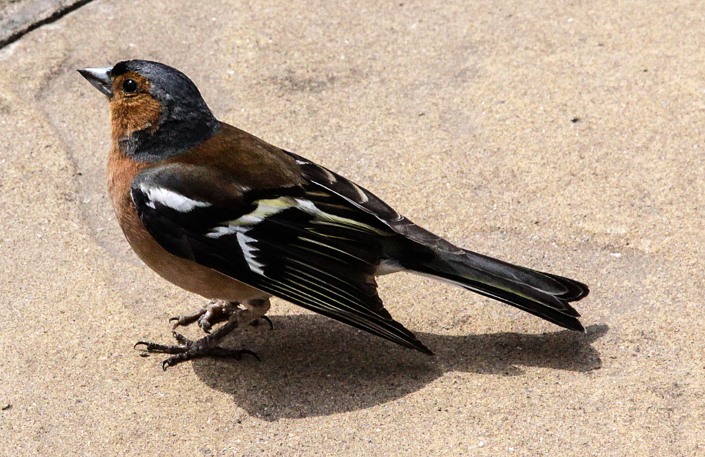 slideshow image