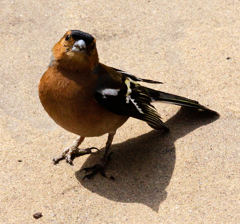 slideshow image