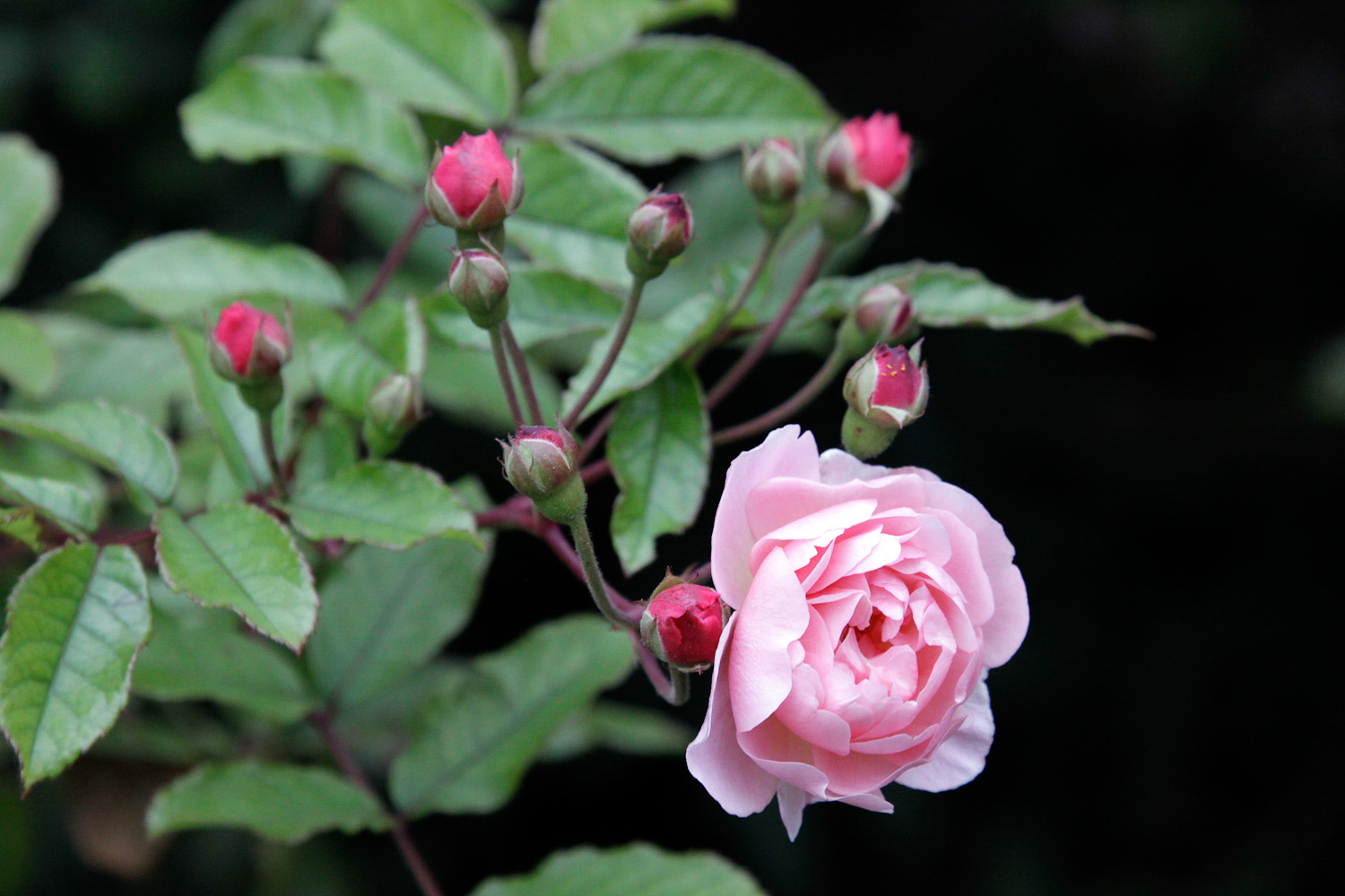 slideshow image
