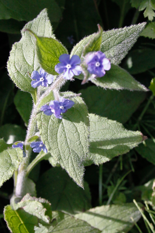 slideshow image