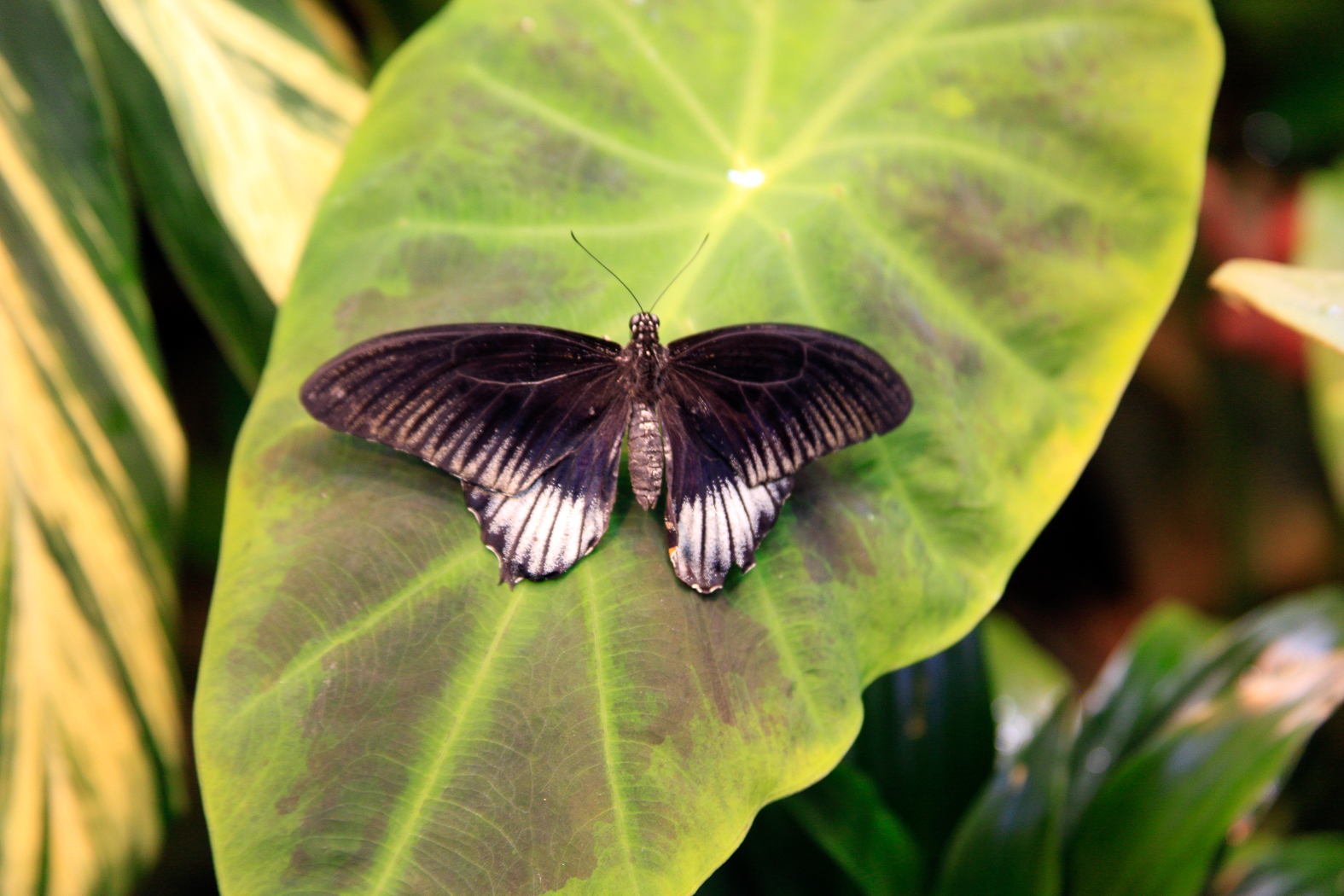 slideshow image