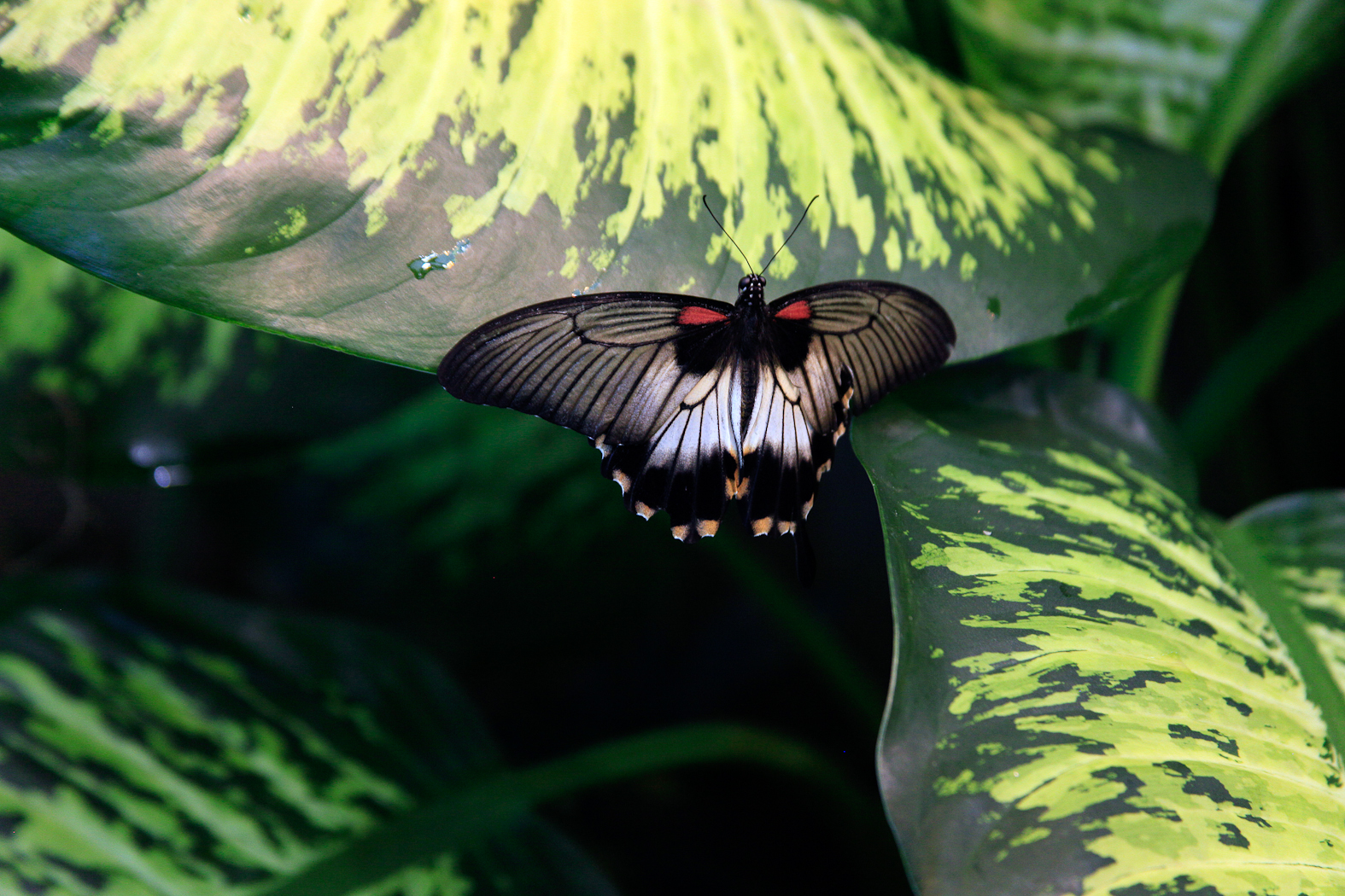 slideshow image