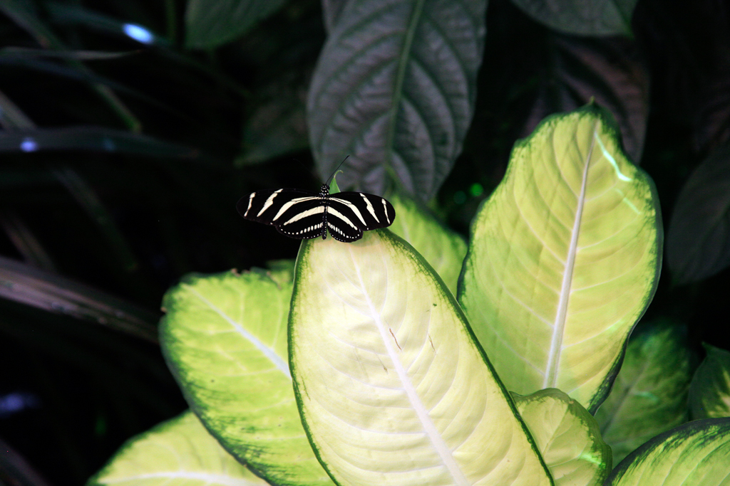 slideshow image
