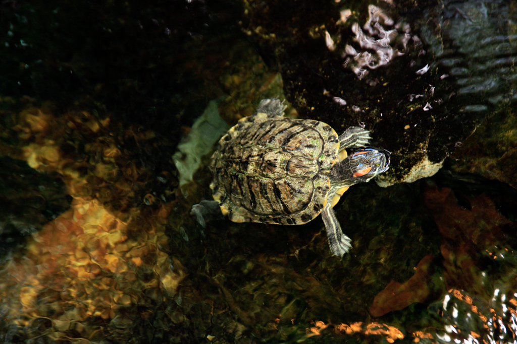slideshow image