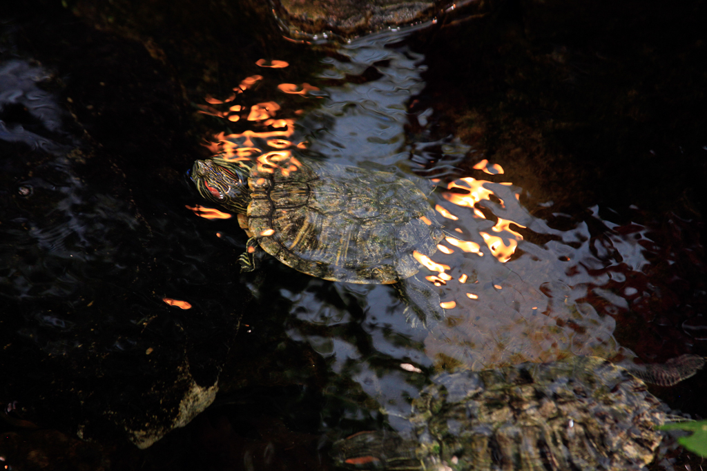 slideshow image