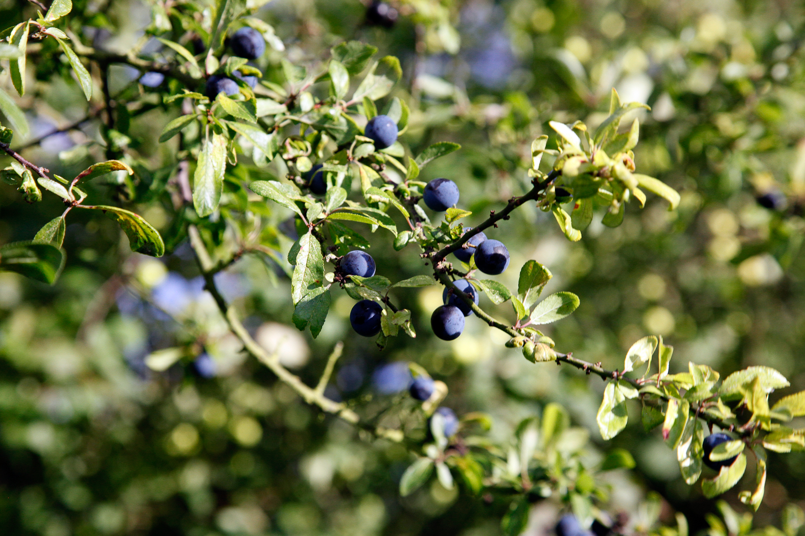 slideshow image