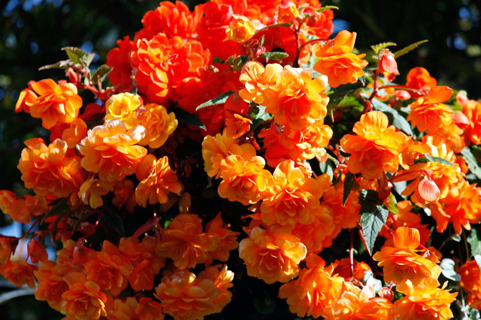 slideshow image