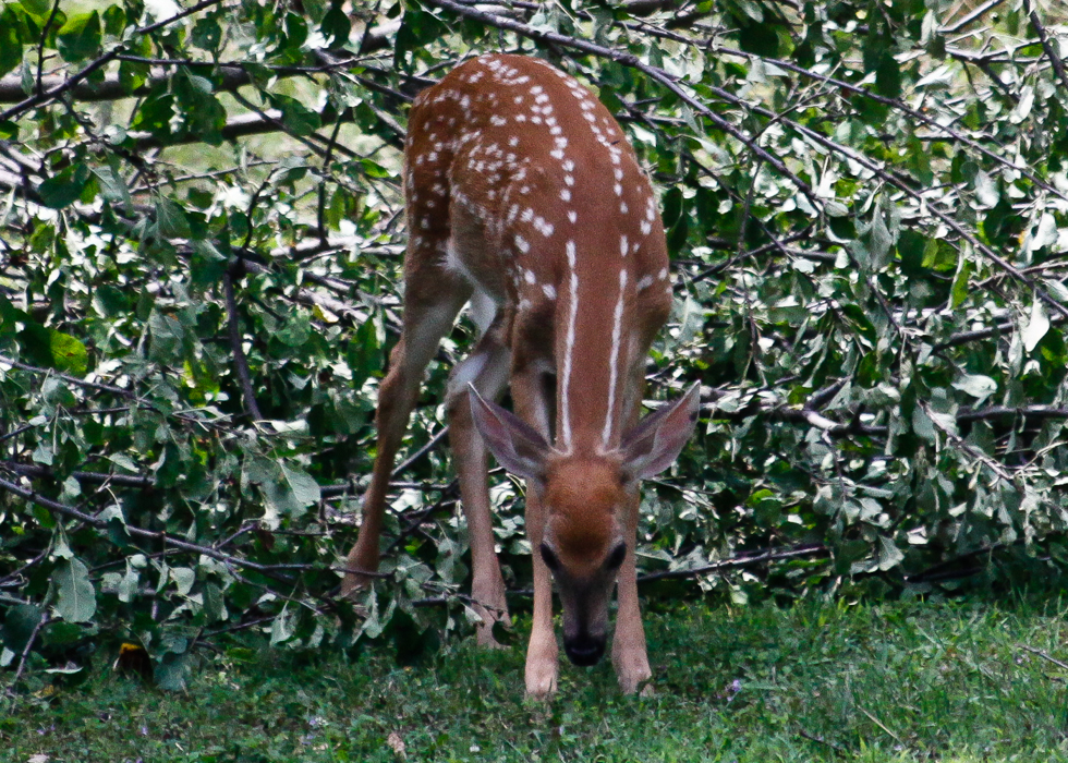slideshow image