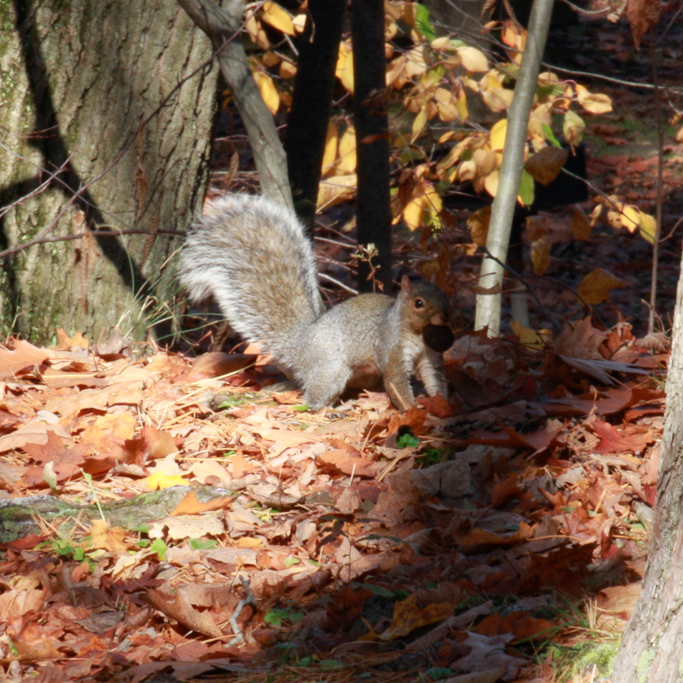 slideshow image