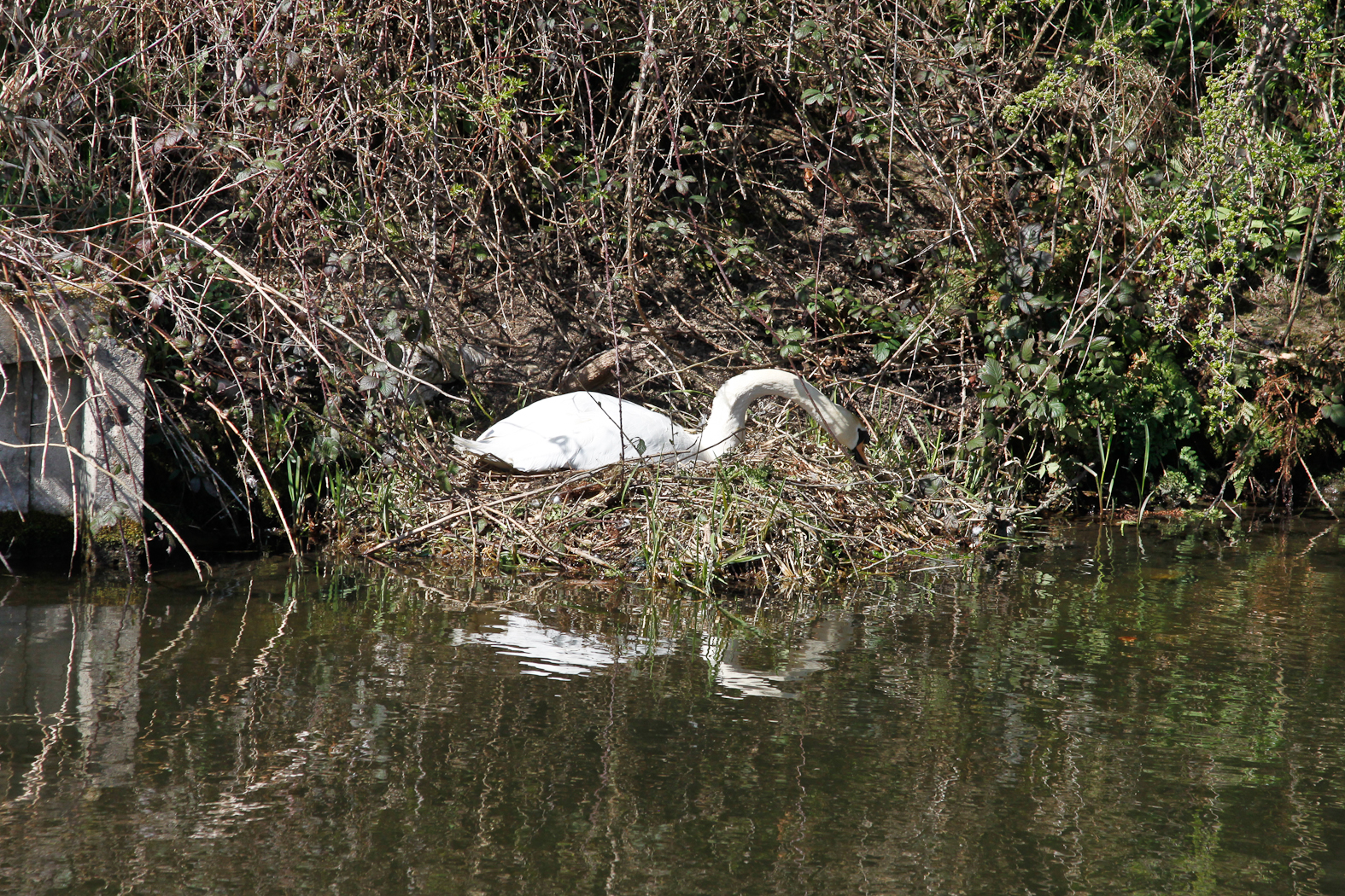 slideshow image